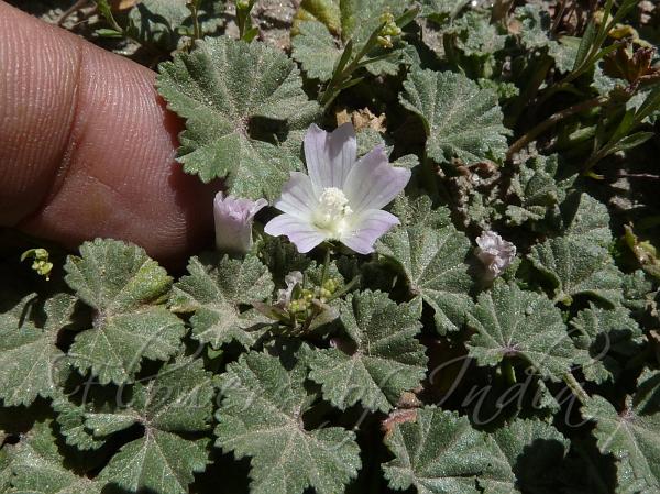 Common Mallow,Dwarf mallow