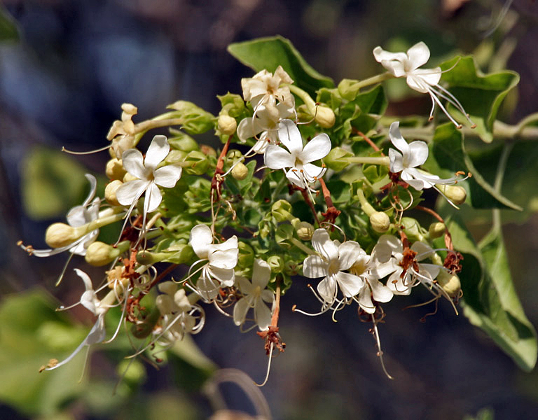Clerodendrum phlomidis,arni