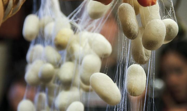 Silk Cocoon,Cocoons,silkworm