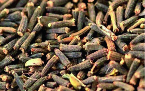 Vernonia Anthelmintica