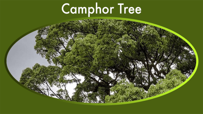 Camphor