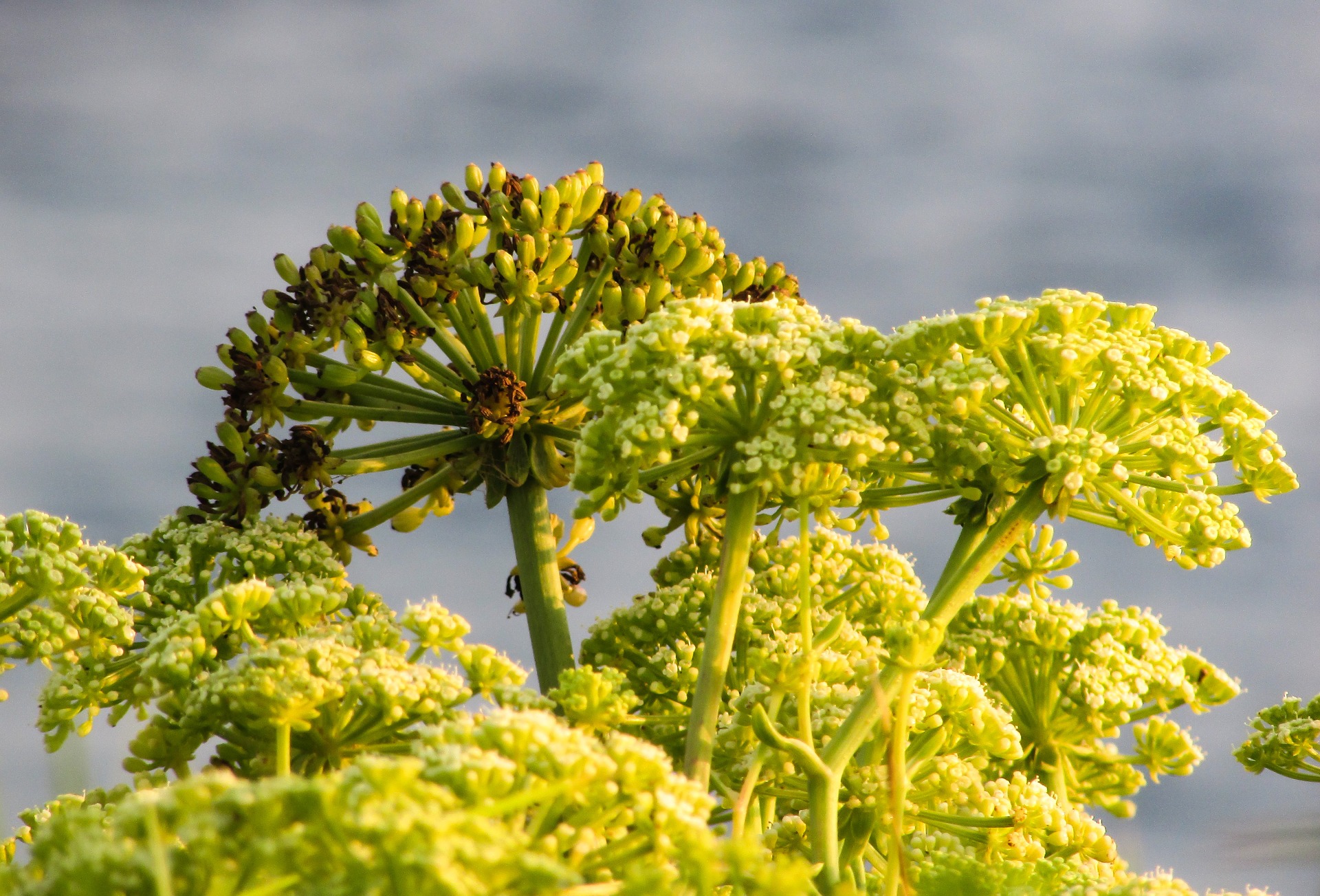Asafoetida,Ferula plants.Ferula asafoetida