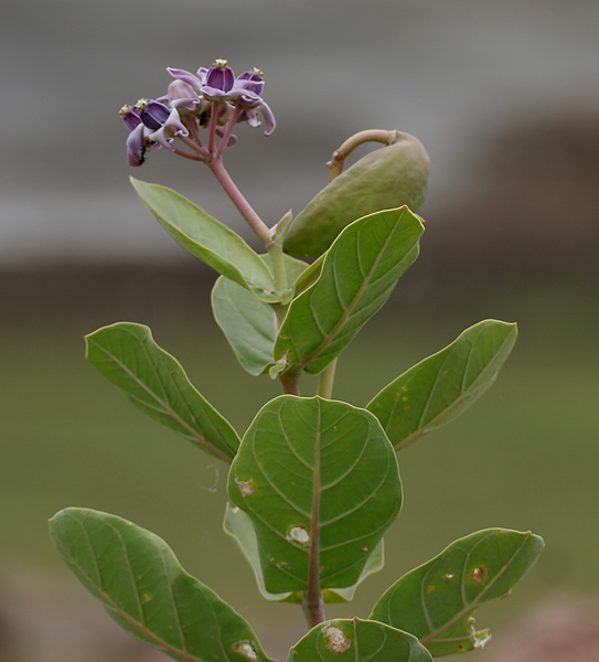 Calotropis procera